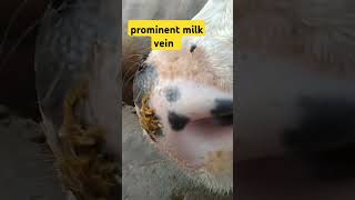 Prominent milk vein in cattle [upl. by Oicapot]