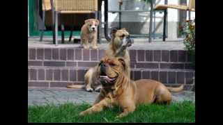 Continental Bulldog Welpen C Wurfwmv [upl. by Ecyal]