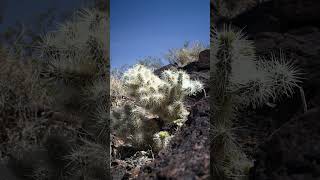 The Rarest Cholla cactus Blue Diamond Cholla [upl. by Woody]