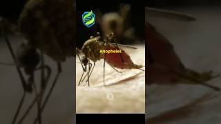 quotAnopheles mosquitoes tiny but deadly Malaria filariasis BioByPritiquot [upl. by Ajam796]