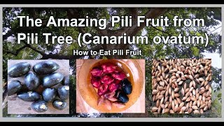 Tasty and Delicious Pili Canarium ovatum Nutritious Fruit Nut [upl. by Assina392]