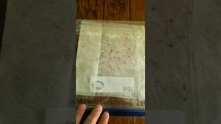 The BEST way Germinate Onion Seeds on Paper Towel [upl. by Des]