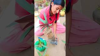 how to propagate roheo plant 🥳🥰 shorts ytshorts myvillagelife [upl. by Quickel970]