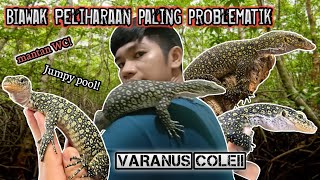 Mengenal Biawak bakau key Peliharaan saya yg problematik  varanus colei  finschi [upl. by Yulma]