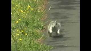 Endangered Delmarva Fox Squirrel at Blackwater NWR  April 29 2012 [upl. by Elehcor814]