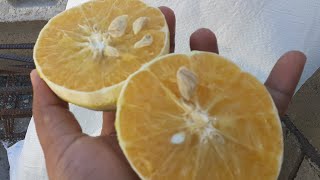 Ortanique Orange  Tangor  Citrus Fruit [upl. by Fillender687]