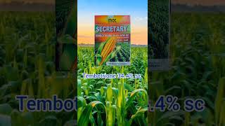 Tembotrione 344 SC  maize herbicide  Atrazine 50  Laudies herbicide in telugu farm maize [upl. by Oilla]