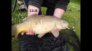 Carp Fishing Catches Clavering Lakes Essex [upl. by Dranyam]