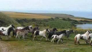 Running Horses at Celtic Camping [upl. by Ayotl]