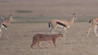 Caracal Struts and Fends off Jackal [upl. by Ike]