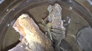 Heteropoda venatoria Feeding Video [upl. by Eneiluj]