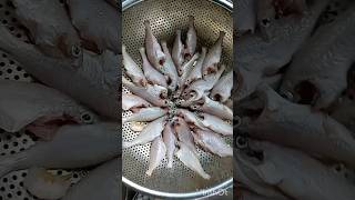 পোপা মাছের রেসিপি fishrecipes recipe cooking Poa MachPoa macher recipeviralvideo viralshorts [upl. by Zippel]