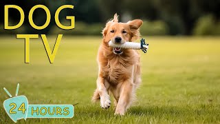 DOG TV Entertainment Video for Dogs  Ease Your Dogs Anxiety With our Ultimate Music Collection [upl. by Idnaj]