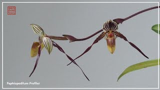 파피오페딜룸 프로파일러  Paphiopedilum Profiler  화이 Orchid Story [upl. by Yelsha]