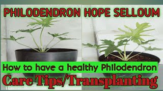 Transplanting Philodendron Hope SelloumTree PhilodendronCare Tips [upl. by Sirronal]