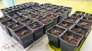 ❓ Comment repiquer les tomates en godets individuels ❓ Petit Potager [upl. by Windzer77]