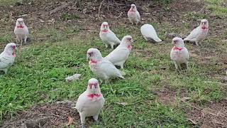 Los Corellas de pico largo Campbelltown Australia [upl. by Purcell]