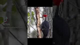 Pileated woodpecker [upl. by Anirdnaxela]