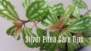 Silver Pilea  Aluminum Plant Care Tips [upl. by Gaelan]