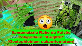 Samambaia Rabo de Faisão  Polypodium quotKnightiiquot Goniophebium subauriculatum [upl. by Ettenahs]