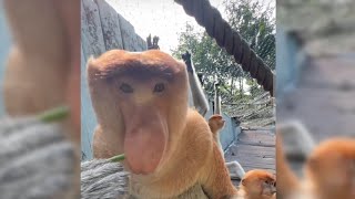 longnosed monkey and their preference for vegetables [upl. by Joyann]