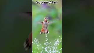 Part 2 Surt Rahman♥🖤Subhan Allah ♥🖤nature islam islamicprophet viralvideo shorts [upl. by Hildegard866]