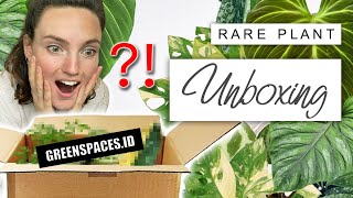 Importing Rare Plants 🌱 House Plant Unboxing GREENSPACESID [upl. by Ciri]