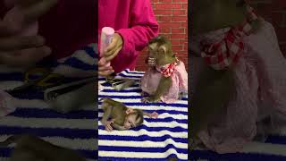 Adorable baby monkey monkeylove monkeybaby adorable adorablemonkey babyanimal monkeysmart [upl. by Sarchet]