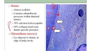 04 histology teeth [upl. by Kieryt]