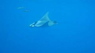 Mobula rescue in Crete Manta like [upl. by Inaej102]