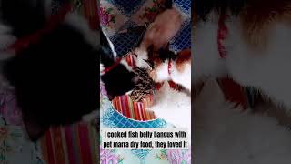 I cooked fish belly bangus with pet marra dry food they loved itwagtime6768 [upl. by Geesey314]