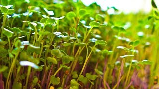 How to Grow 3 Microgreens in 1 Flat  Radish Pea and Sunflower [upl. by Liman]