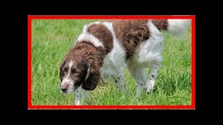 Großer Münsterländer Erziehung und Training [upl. by Gladstone157]