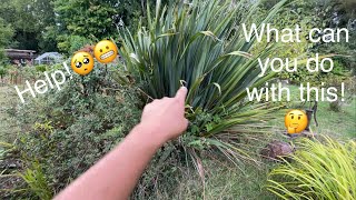 Help😲What to do with this crazy shrub How to prune and tidy a Phormium  Newzealand flax😀👍 [upl. by Yrffej19]