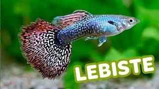 5 coisas que você PRECISA SABER sobre o LEBISTE GUPPY  Minha Fauna [upl. by Eolcin323]