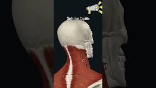 Understanding the Splenius Capitis Musclebodyanatomy 3danimation science anatomy anatomytuition [upl. by Enitnemelc]