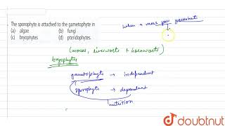 The sporophyte is attached to the gametophyte in [upl. by Awahsoj]