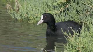 Fulica atra Eurasian Coot  Ria Formosa [upl. by Rebmaed]