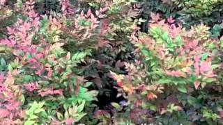 Nandina Domestica Gulf Stream  Gulf Stream Heavenly Bamboo Sacred Bamboo [upl. by Keese]