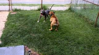 Pitbull vs Boerboel in 2k [upl. by Laniger]