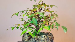 Bonsai zelkova serrata [upl. by Gilli]