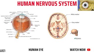 HUMAN NERVOUS SYSTEM [upl. by Floridia]