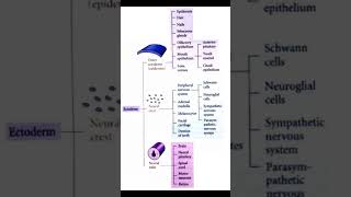 Ectoderm Derivative PAST MCQS fcps part 1 preparation  Raffiullah [upl. by Fredric]