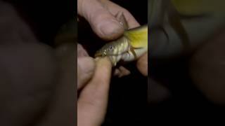 Pesce Gatto domestico shorts fishing reelfishing catfish pescegatto viralvideo foryou [upl. by Stetson]