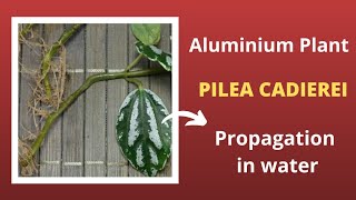 Pilea Cadierei propagation in water  Aluminium Plant propagation [upl. by Oirad]