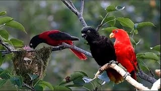 Nature And Wildlife Video – Bird and animal is beautiful creature on our planet [upl. by Lello]