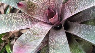 BROMELIAD VRIESEA [upl. by Seen200]