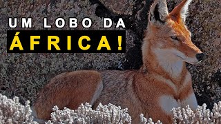 O LOBO MAIS RARO DA ÁFRICA  LOBO ETÍOPE [upl. by Motch990]