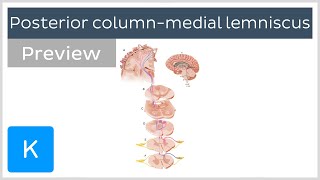 Posterior column medial lemniscus pathway preview  Human Neuroanatomy  Kenhub [upl. by Rubi148]