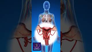 Reproduction 3D animation  Female Reproductive System [upl. by Aitel268]